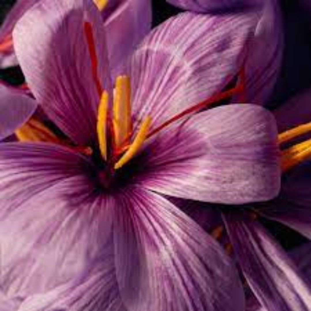 Oud Fragrance Manufacturer and Supplier in Delhi